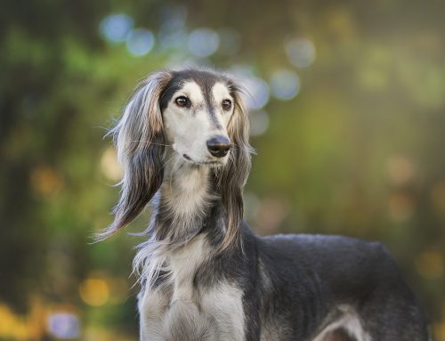 Cómo Interpretar el Lenguaje Corporal de tu Perro: Señales que no Puedes Ignorar