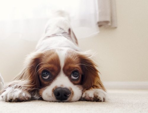 Cómo ejercitar a tu perro en casa: 10 actividades para mantenerlo activo y estimulado