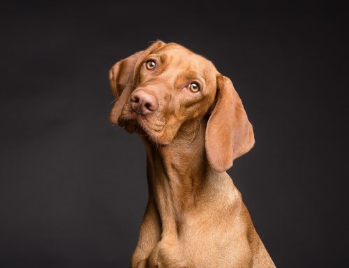 Entendiendo los Miedos y Ansiedades de tu Perro: Estrategias para Ayudarlo a Superarlos
