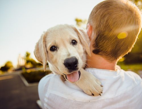 Viajar con tu Perro: Consejos Imprescindibles para unas Vacaciones sin Estrés