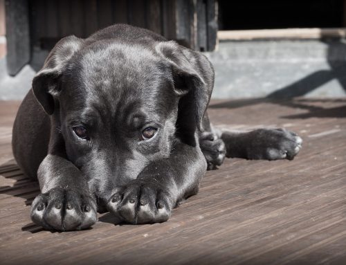 Entrenamiento de Obediencia en Casa: Pasos Simples para Enseñar a tu Perro Buenos Modales