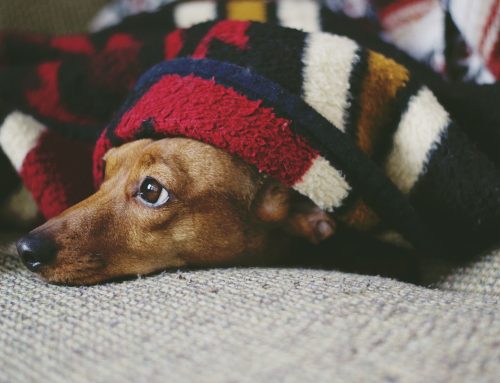 Cómo Preparar a tu Perro para la Llegada de un Bebé: Consejos Prácticos para una Transición Suave
