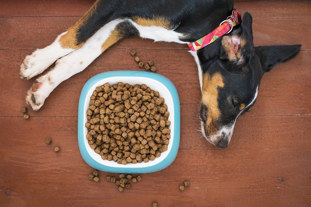 alimentacion de tu perro