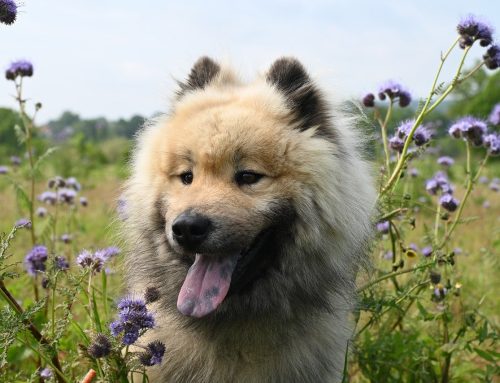 La Importancia del Enriquecimiento Ambiental para el Bienestar de tu Perro