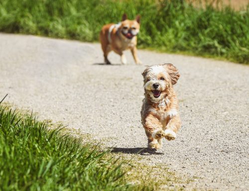 El Poder del Juego: Actividades Divertidas para Fortalecer el Vínculo con tu Perro