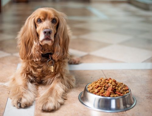 Alimentación Saludable para tu Mejor Amigo: Consejos para Elegir la Mejor Dieta para tu Perro