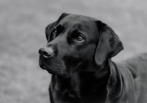 miedo y ansiedad en los perros