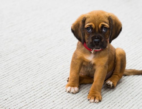 Adopción Responsable: Todo lo que Necesitas Saber antes de Traer a Casa un Nuevo Miembro de Cuatro Patas