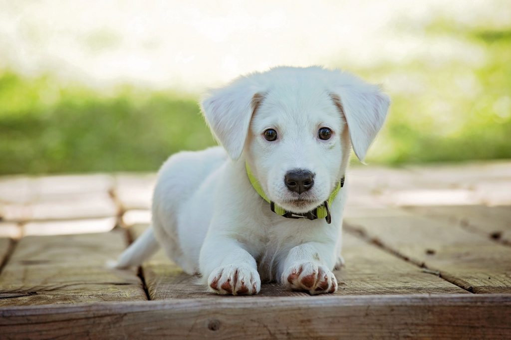 interpretar lenguaje de tu perro