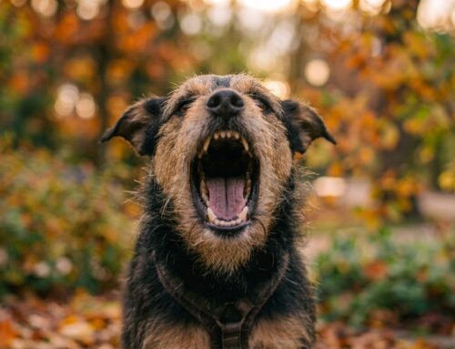 Obediencia canina: ¿buena o mala? El ejemplo del ladrido y el silencio